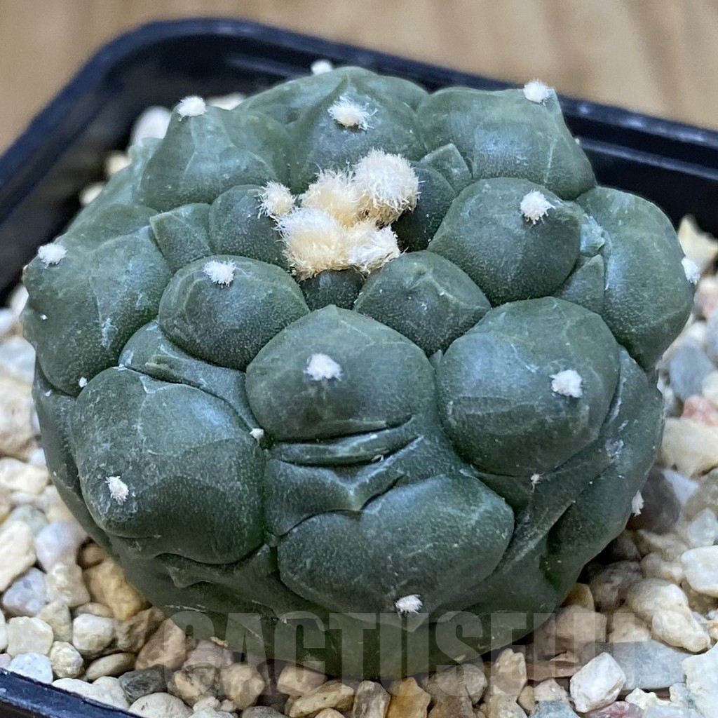 SHPR40341 Astrophytum asterias ‘Kikko’ - Image 2