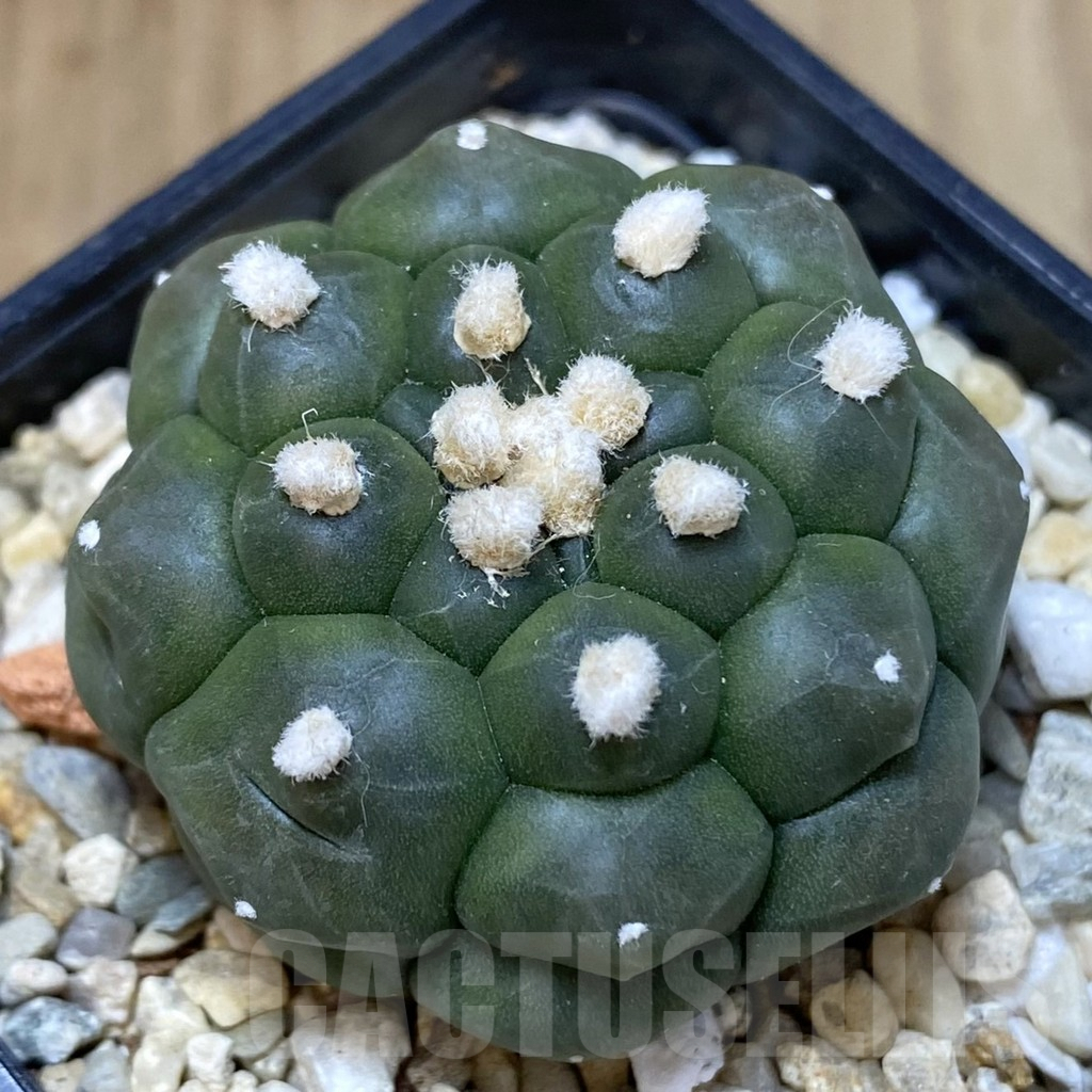 SH266 Astrophytum asterias ‘Kikko’