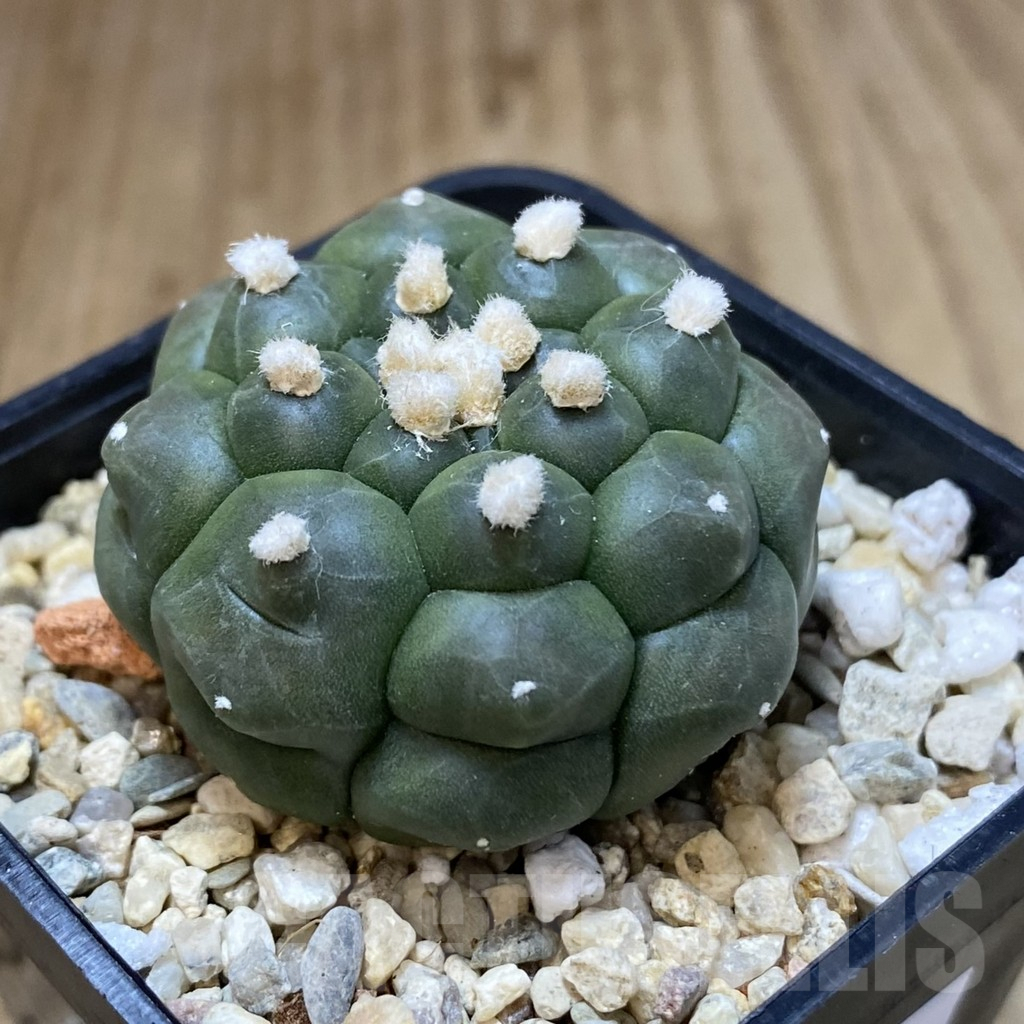 SH266 Astrophytum asterias ‘Kikko’ - Image 2