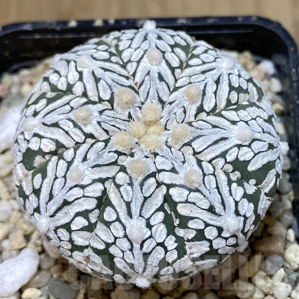 SH401 Astrophytum asterias ‘Super Kabuto’ V-type