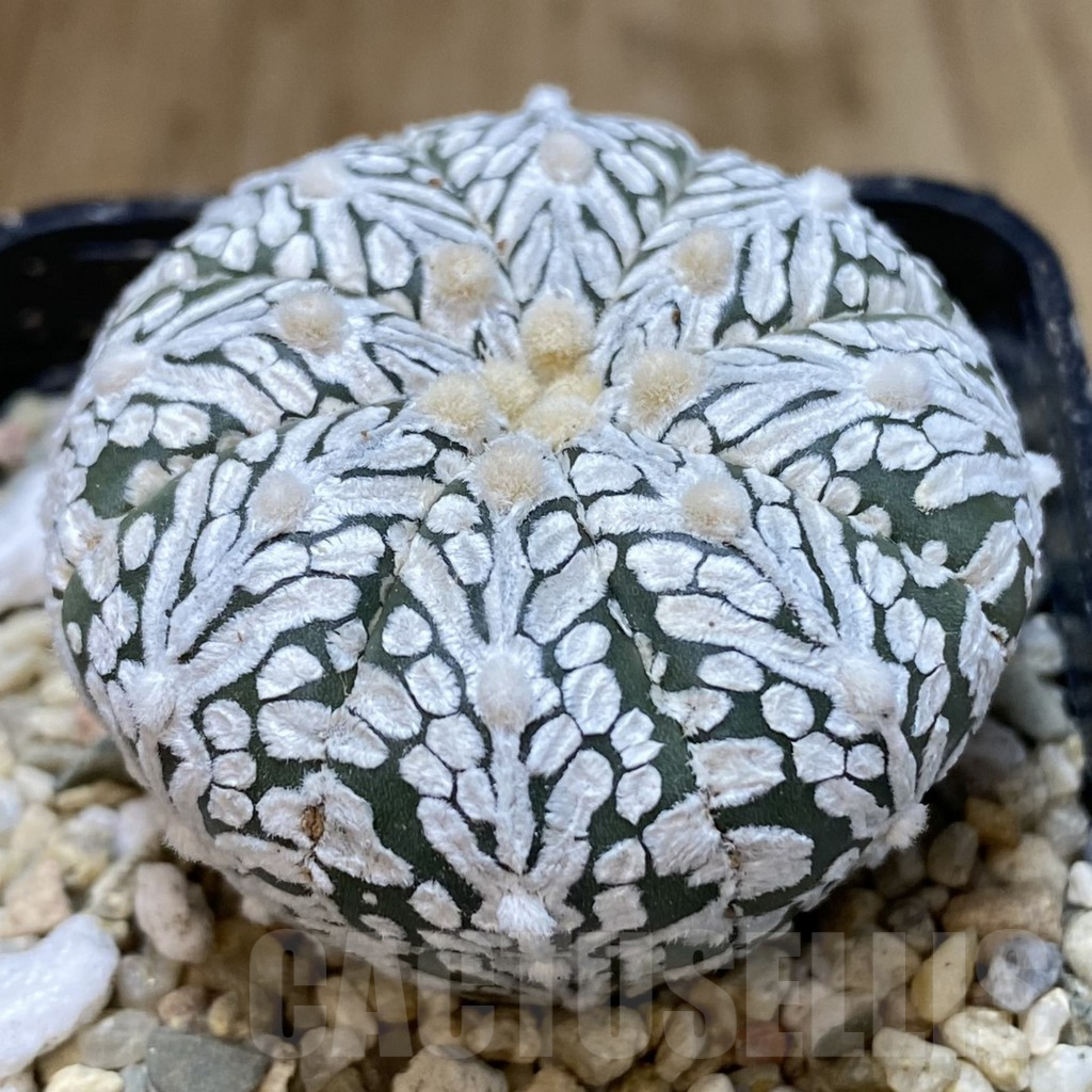 SH401 Astrophytum asterias ‘Super Kabuto’ V-type - Image 2