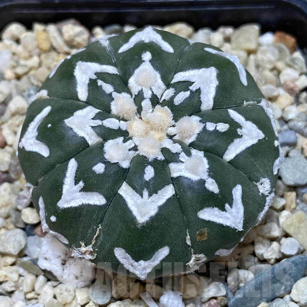 SHPR40350 Astrophytum asterias ‘Super Kabuto’ V-type f. nudum - Image 2