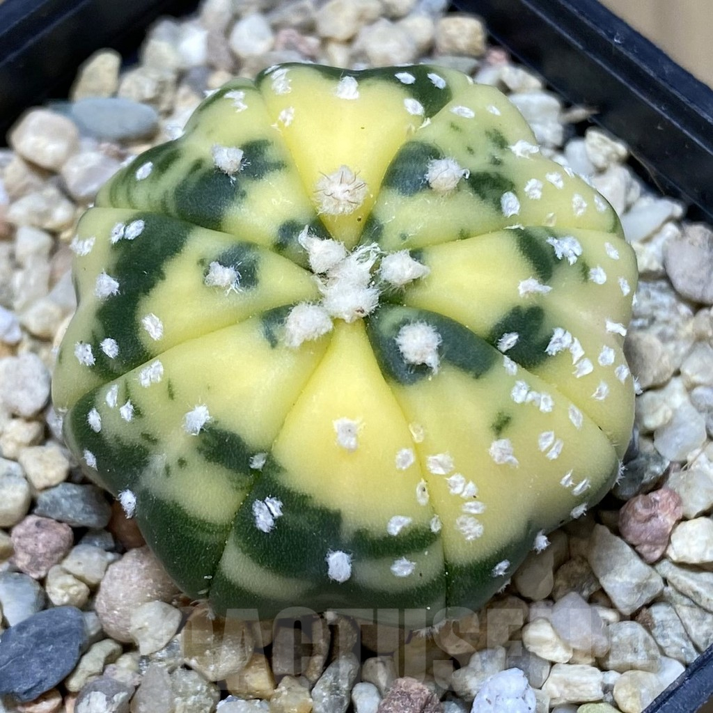 SHPR40357 Astrophytum asterias f. variegata