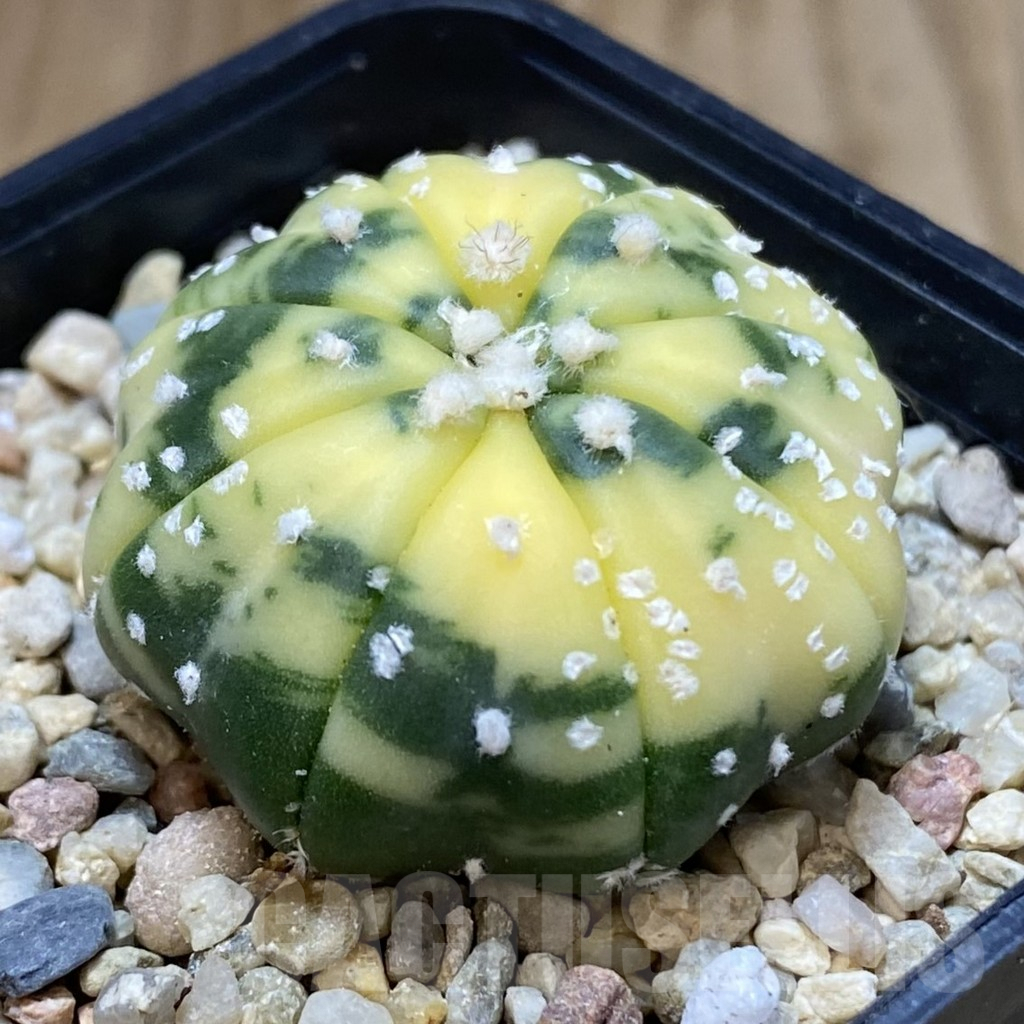 SHPR40357 Astrophytum asterias f. variegata - Image 2