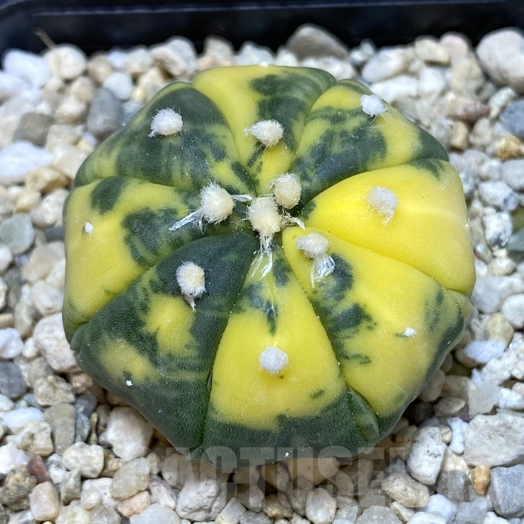 SH392 Astrophytum asterias f. variegata