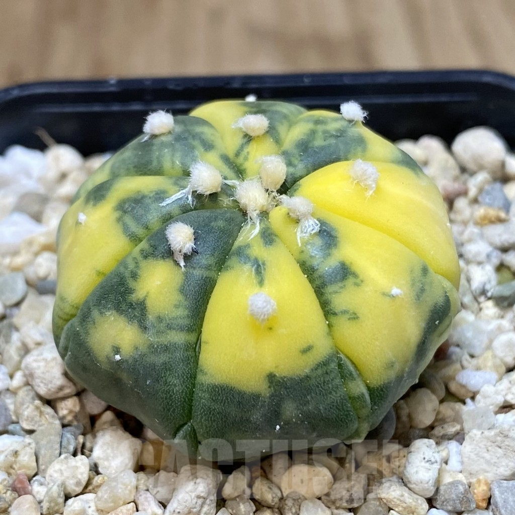 SH392 Astrophytum asterias f. variegata - Image 2