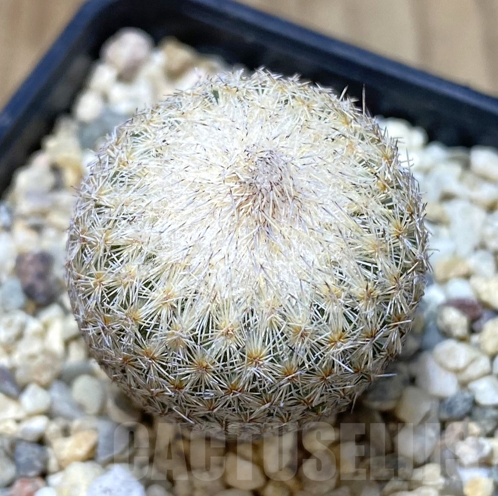 SHPR40308 Epithelantha bokei