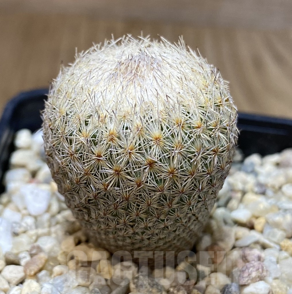SHPR40308 Epithelantha bokei - Image 2