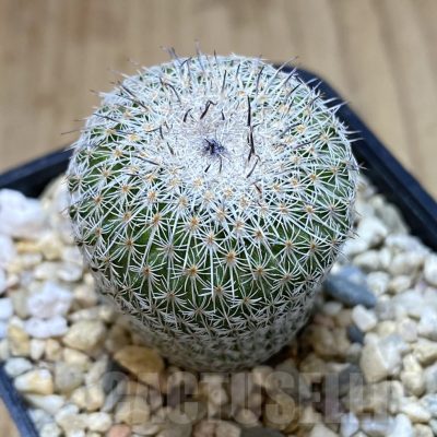 SH112 Epithelantha micromeris v. unguispina