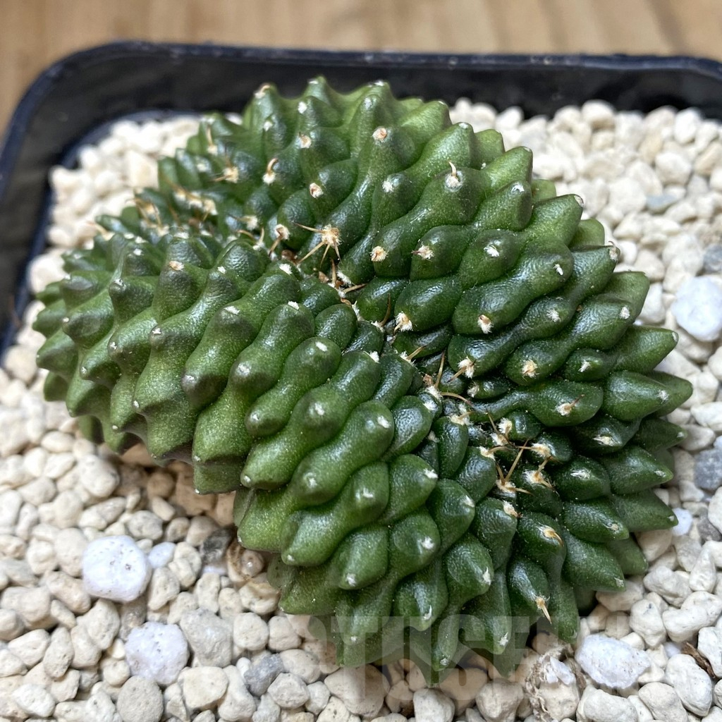 SH269 Gymnocalycium mihanovichii ‘inermis’ f. cristata seedling