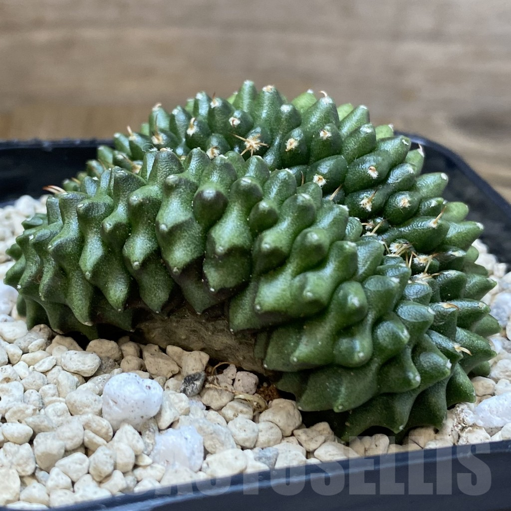 SH269 Gymnocalycium mihanovichii ‘inermis’ f. cristata seedling - Image 2