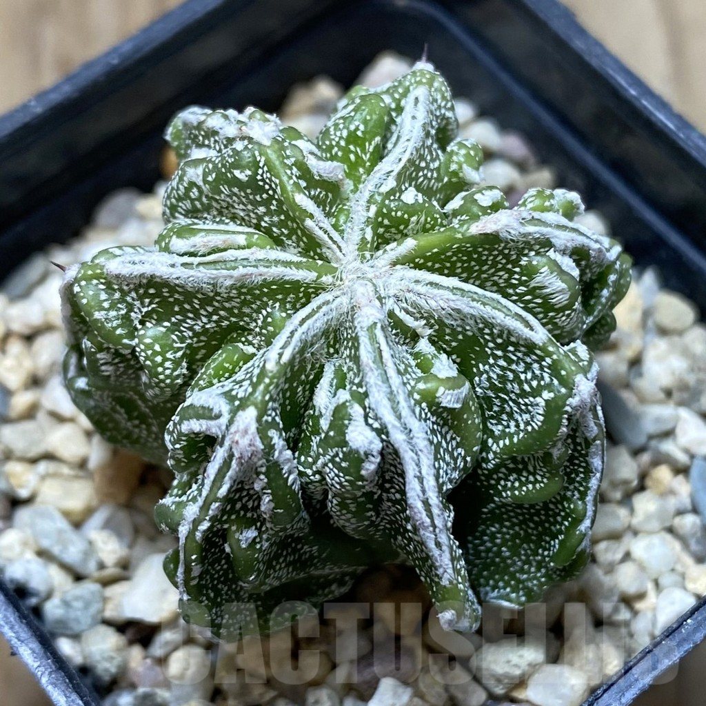 SHPR40591 Astrophytum myriostigma ‘Fukuryu’