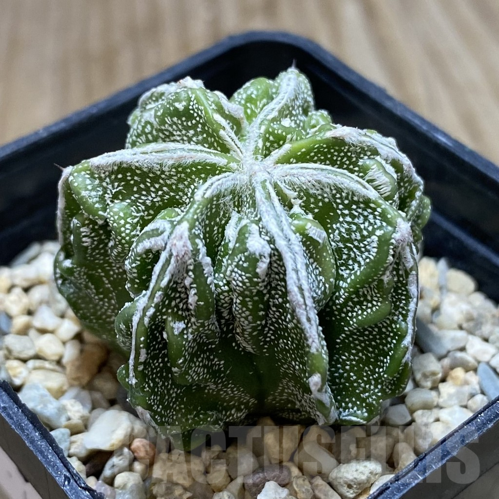 SHPR40591 Astrophytum myriostigma ‘Fukuryu’ - Image 2