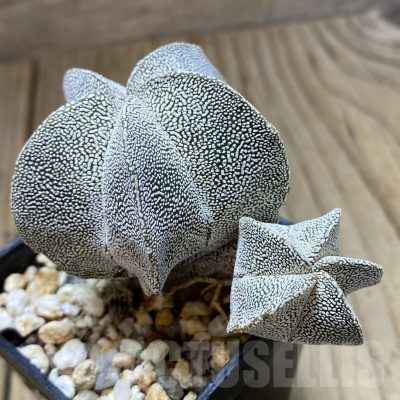 SH899 Astrophytum myriostigma ‘Onzuka’