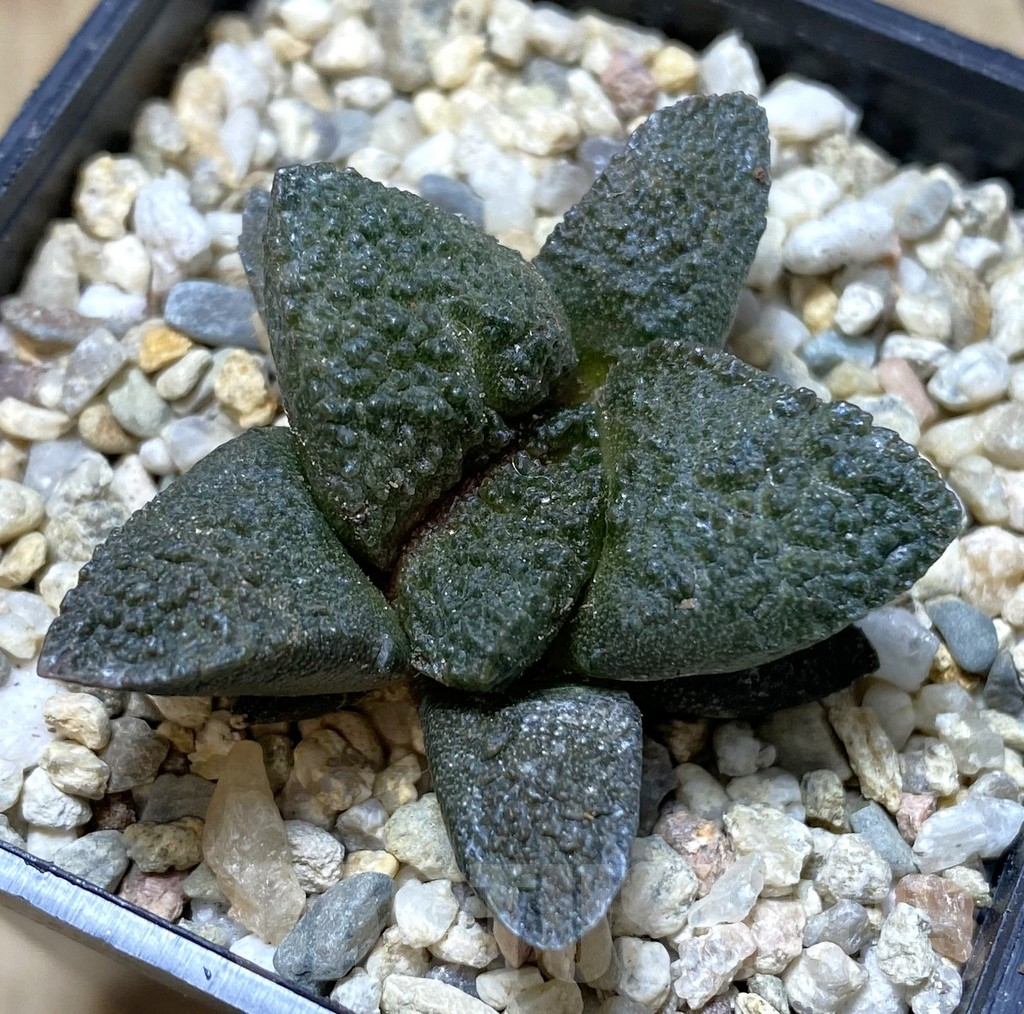 SHPR40543 Ariocarpus fissuratus 'Godzilla' hybrid, seedling