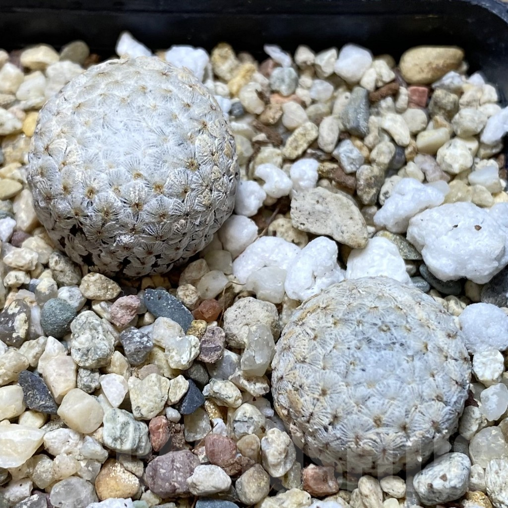 SHPR40549 Mammillaria breviplumosa 2 plants seedling, own roots
