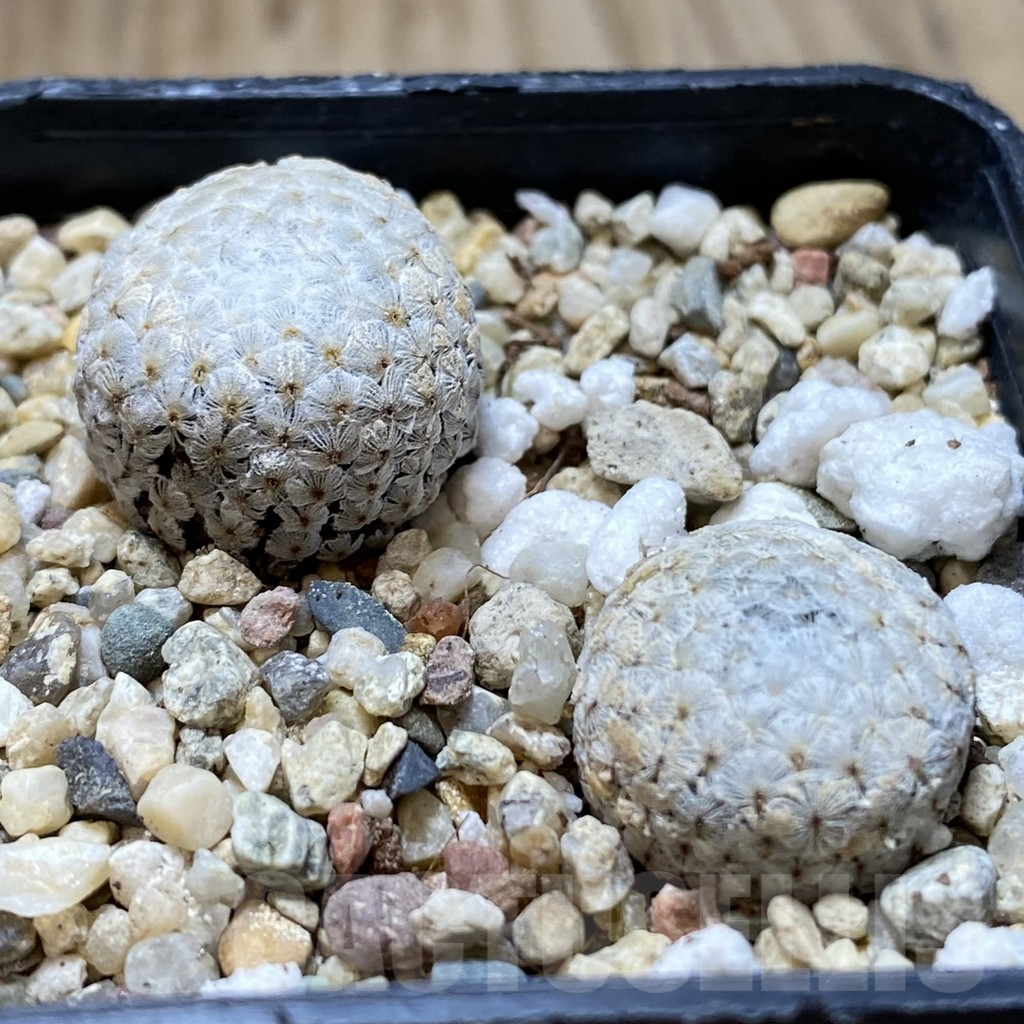 SHPR40549 Mammillaria breviplumosa 2 plants seedling, own roots - Image 2