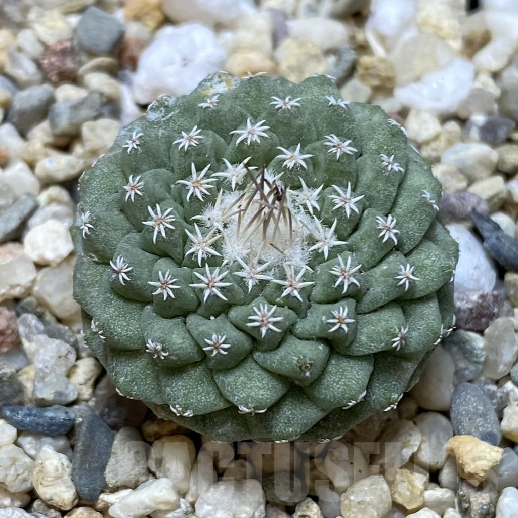 SHPR40550 Strombocactus disciformis