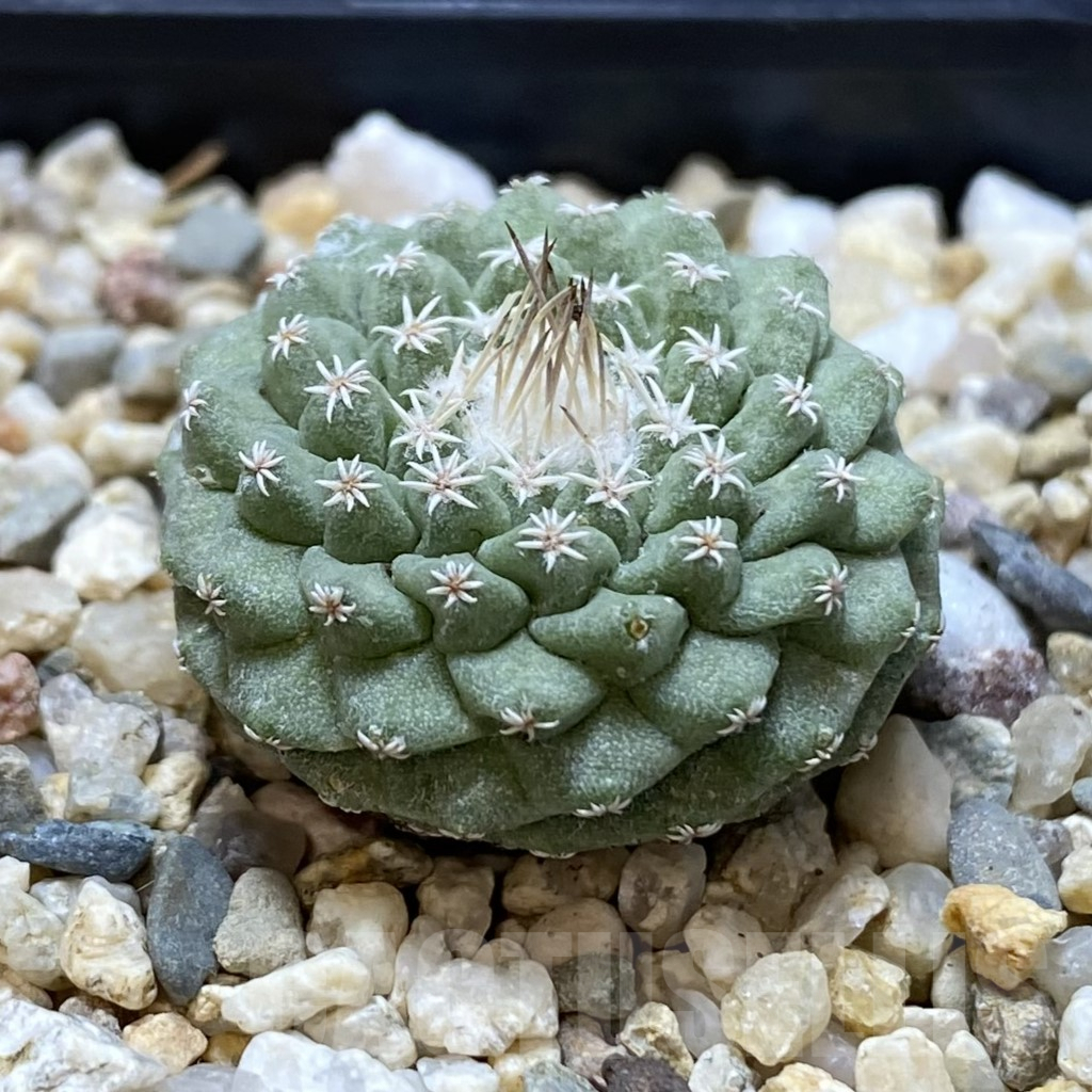 SHPR40550 Strombocactus disciformis - Image 2