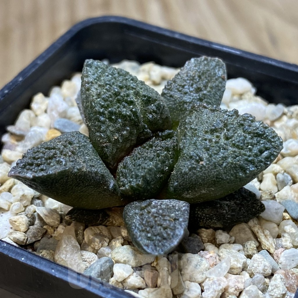 SHPR40543 Ariocarpus fissuratus 'Godzilla' hybrid, seedling - Image 2