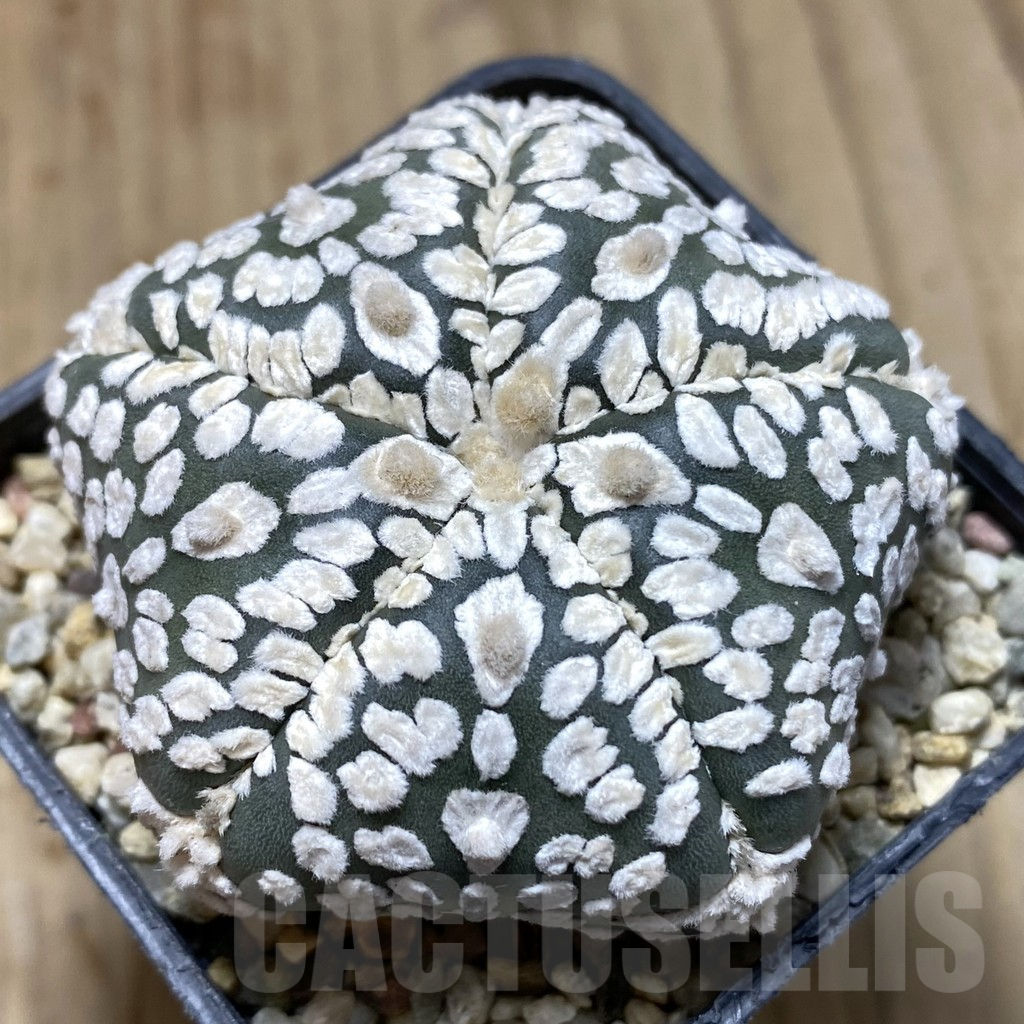SHPR40553 Astrophytum asterias 'Super Kabuto' 5-ribs