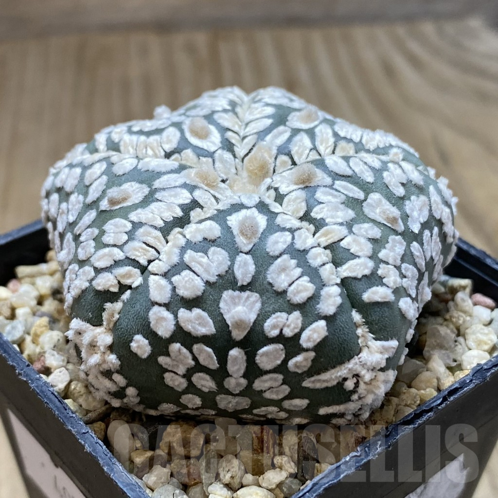 SHPR40553 Astrophytum asterias 'Super Kabuto' 5-ribs - Image 2
