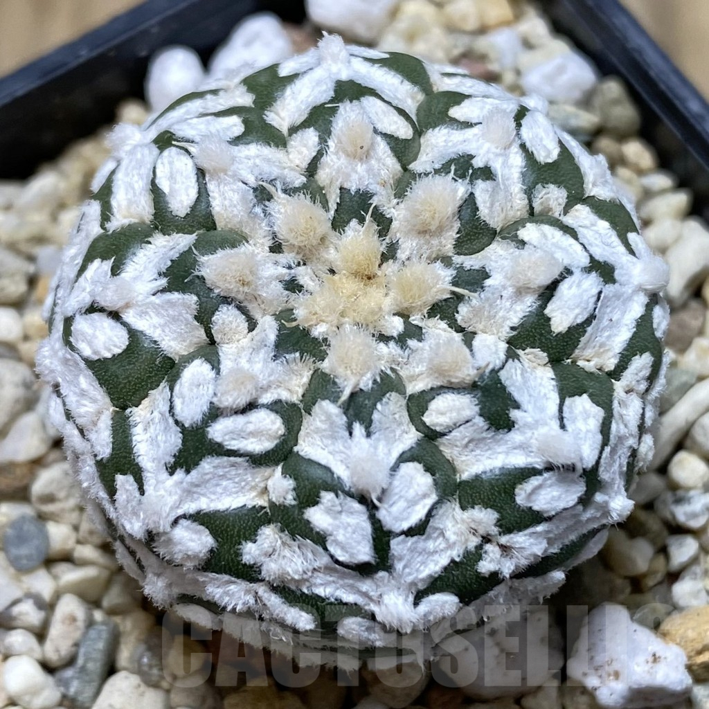 SHPR40558 Astrophytum asterias ‘Super Kabuto’ V-type