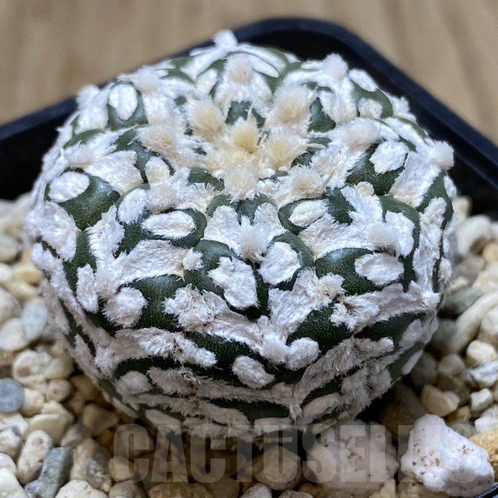 SHPR40558 Astrophytum asterias ‘Super Kabuto’ V-type - Image 2