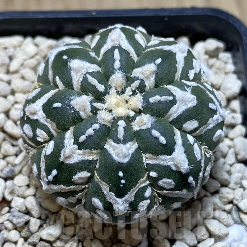 SHPR40563 Astrophytum asterias ‘Super Kabuto’ V-type f. nudum