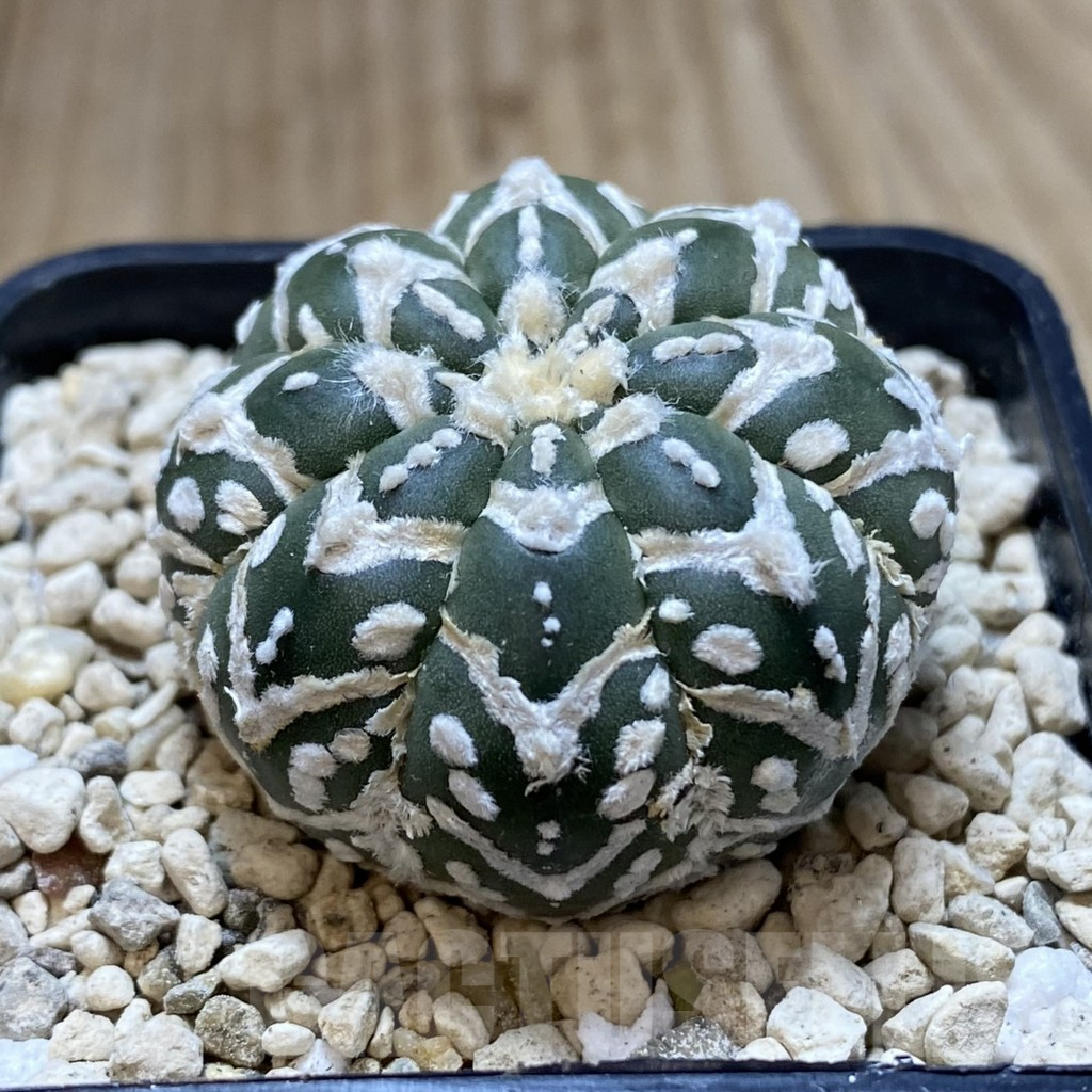 SHPR40563 Astrophytum asterias ‘Super Kabuto’ V-type f. nudum - Image 2