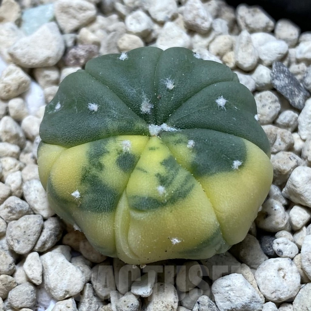 SHPR40566 Astrophytum asterias f. variegata