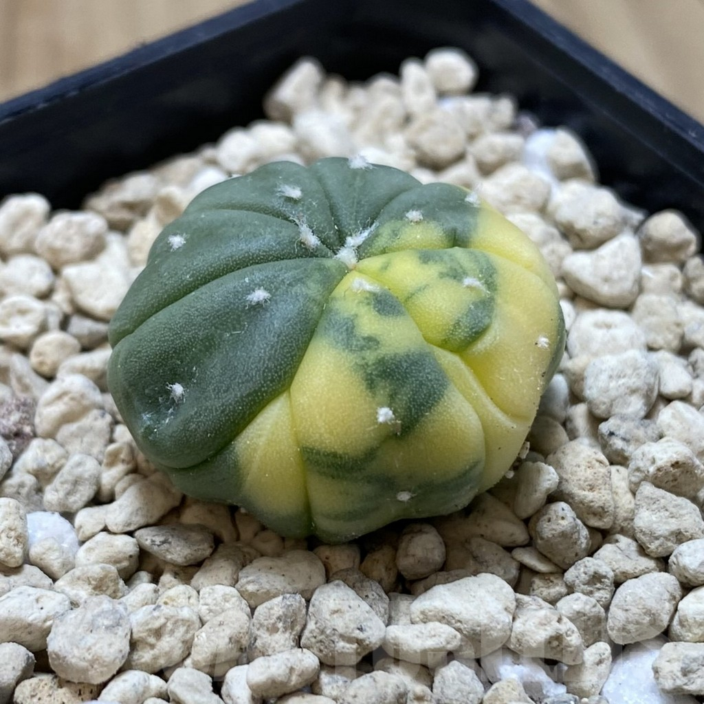 SHPR40566 Astrophytum asterias f. variegata - Image 2
