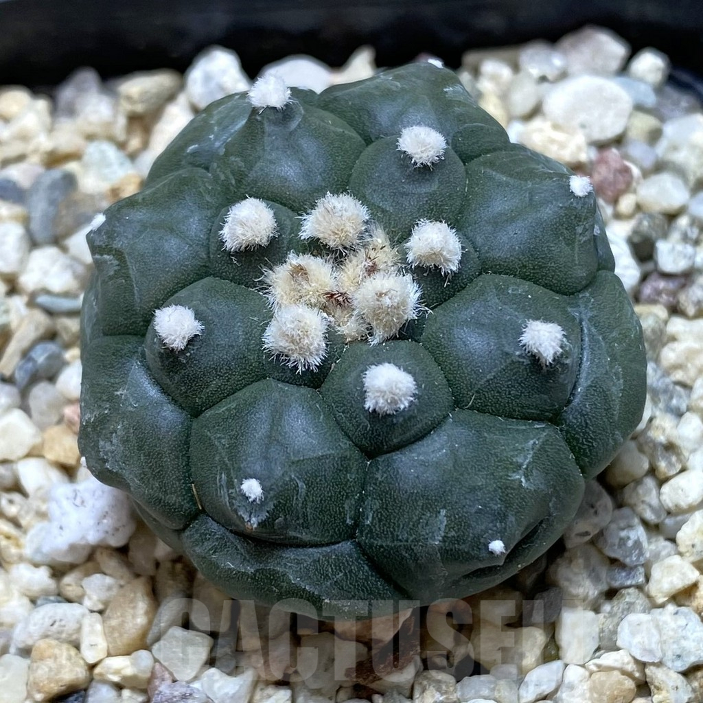 SHPR40572 Astrophytum asterias 'Kikko'