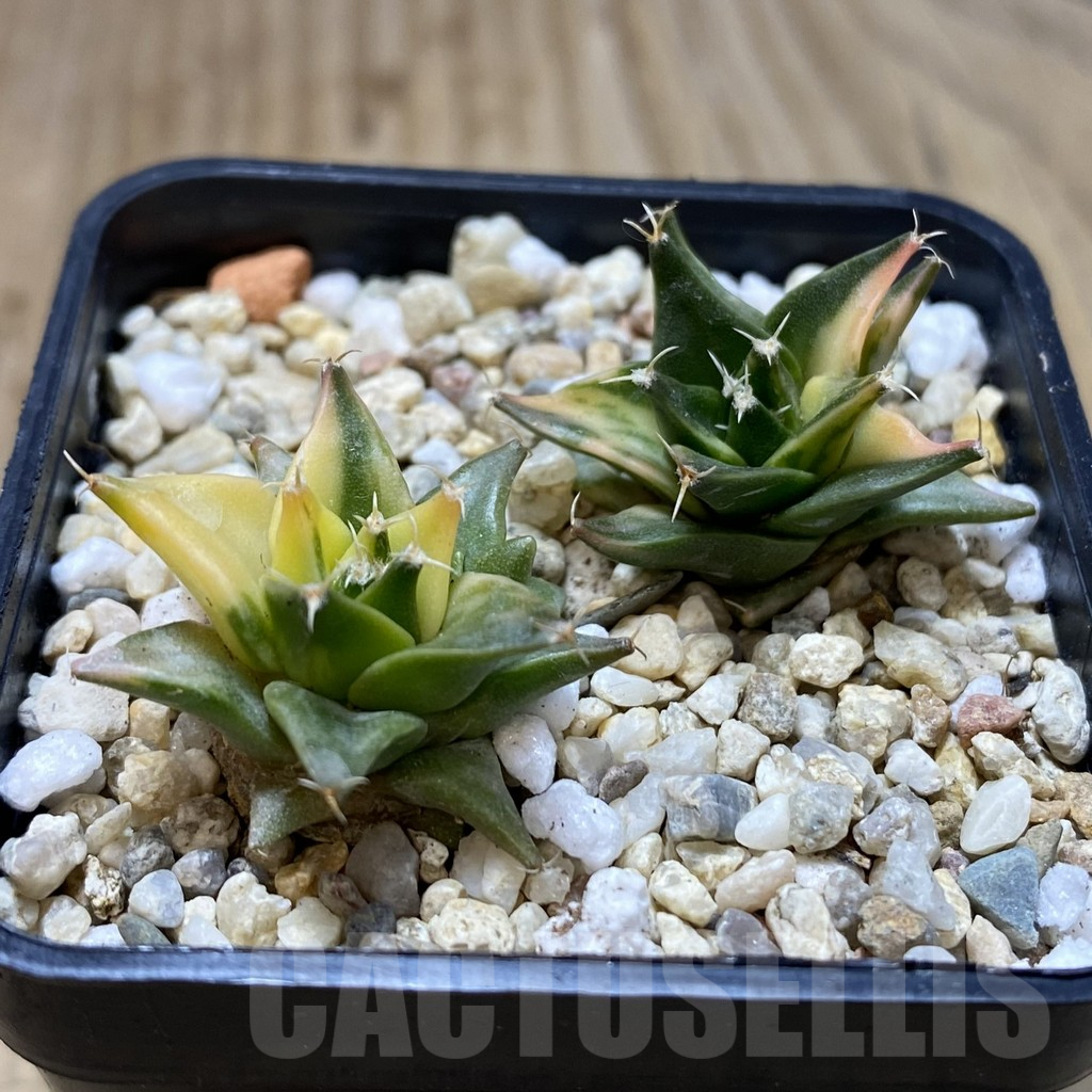 SHPR40545 Obregonia denegrii f. variegata, 2 plants - Image 2