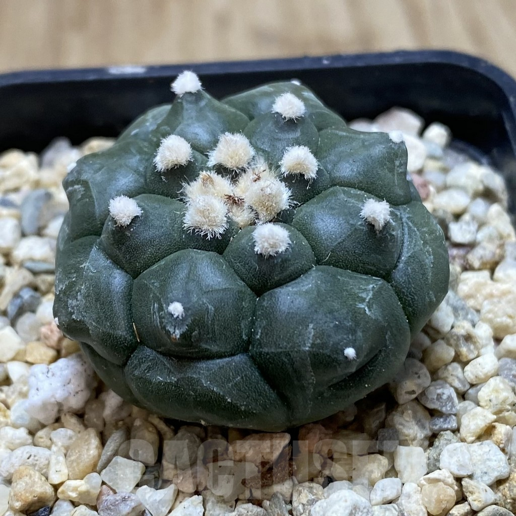 SHPR40572 Astrophytum asterias 'Kikko' - Image 2