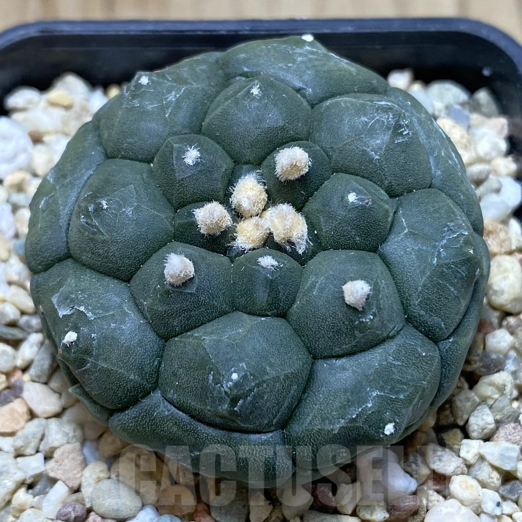 SHPR40573 Astrophytum asterias 'Kikko'