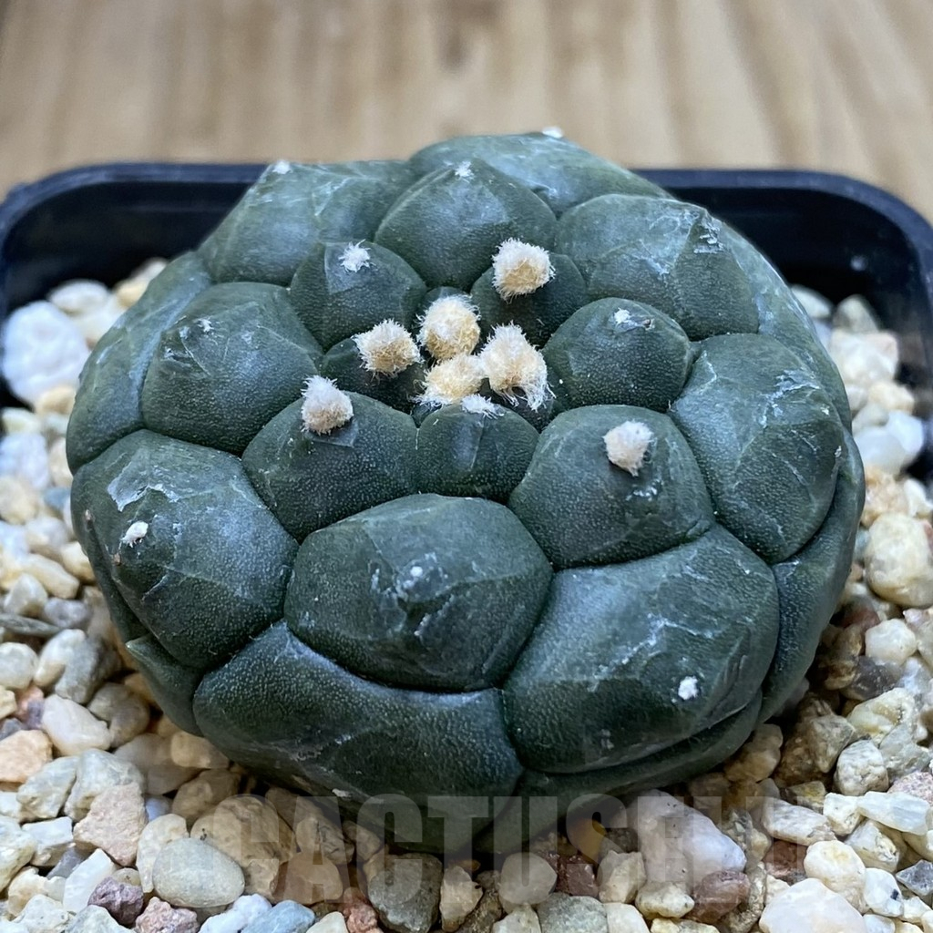 SHPR40573 Astrophytum asterias 'Kikko' - Image 2