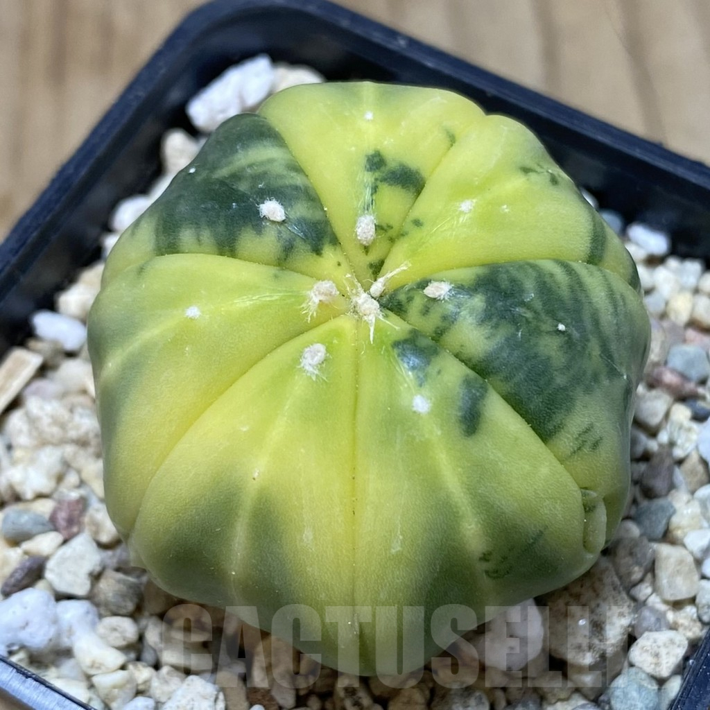 SH844 Astrophytum asterias f. variegata