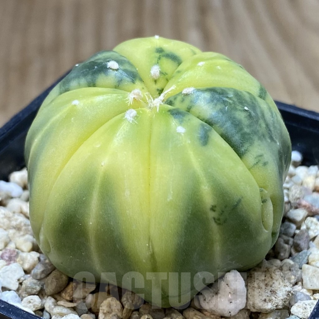 SH844 Astrophytum asterias f. variegata - Image 2