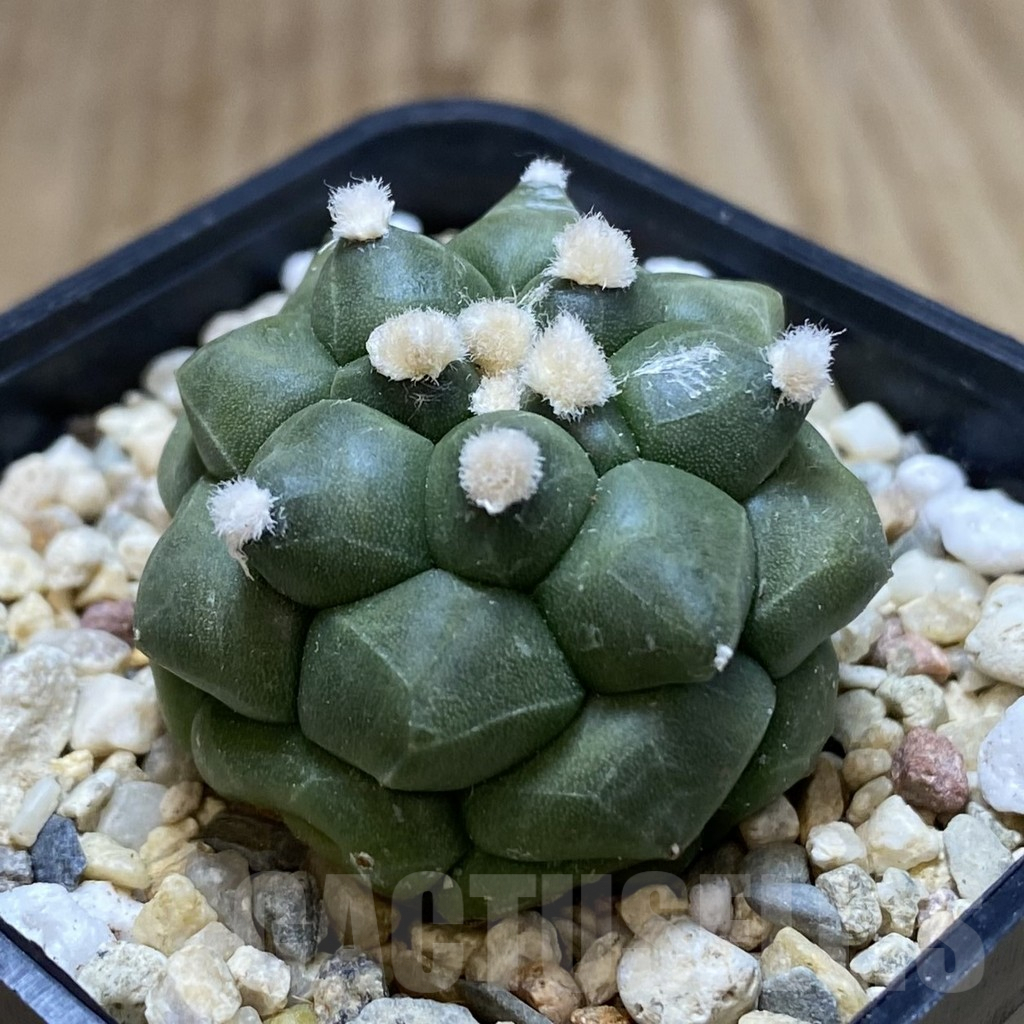 SHPR40648 Astrophytum asterias ‘Kikko’ - Image 2