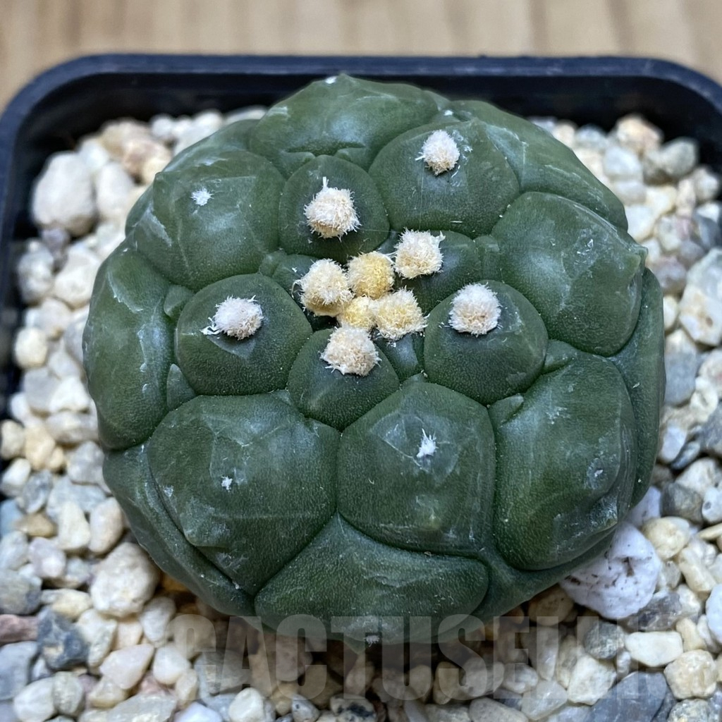 SH838 Astrophytum asterias ‘Kikko’
