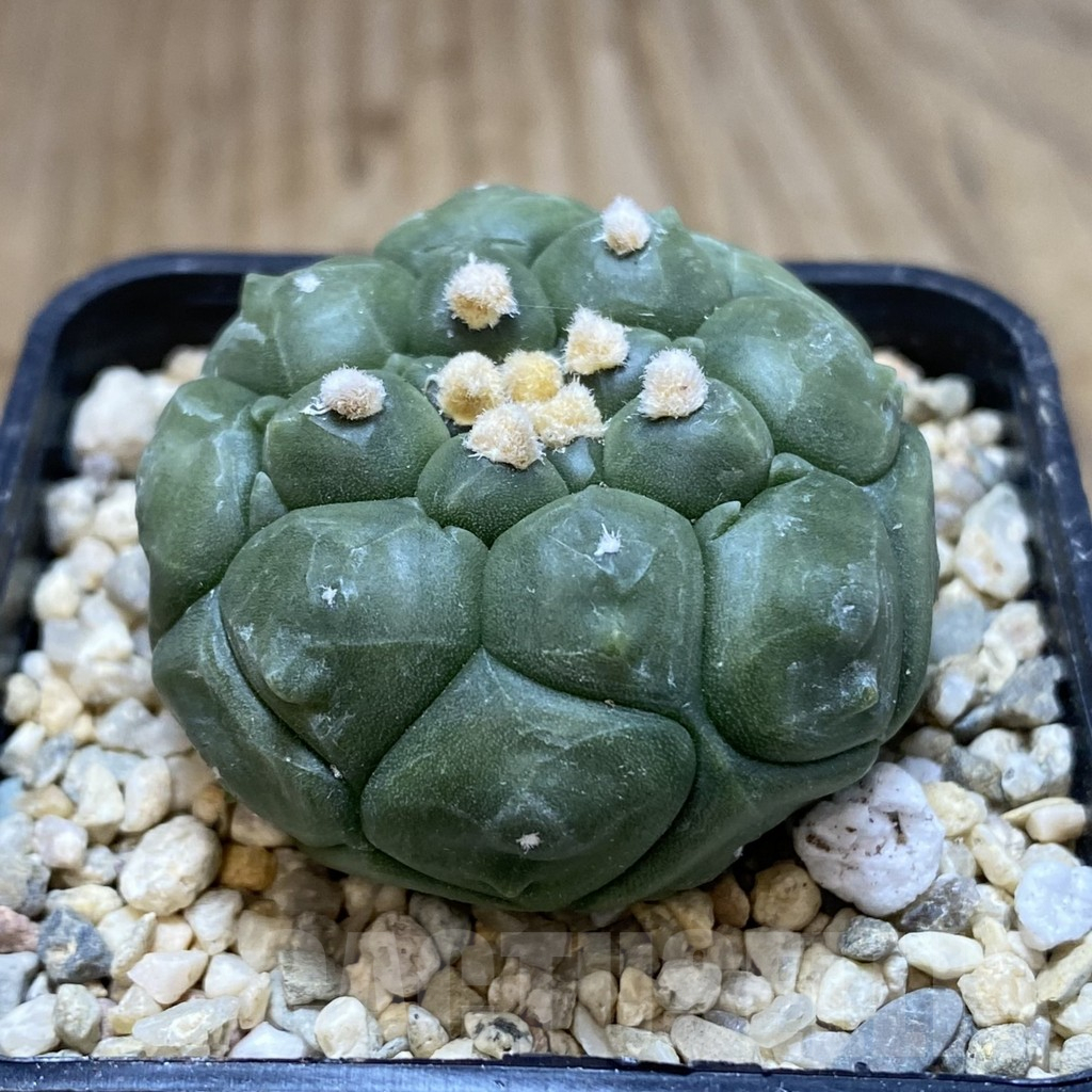 SH838 Astrophytum asterias ‘Kikko’ - Image 2