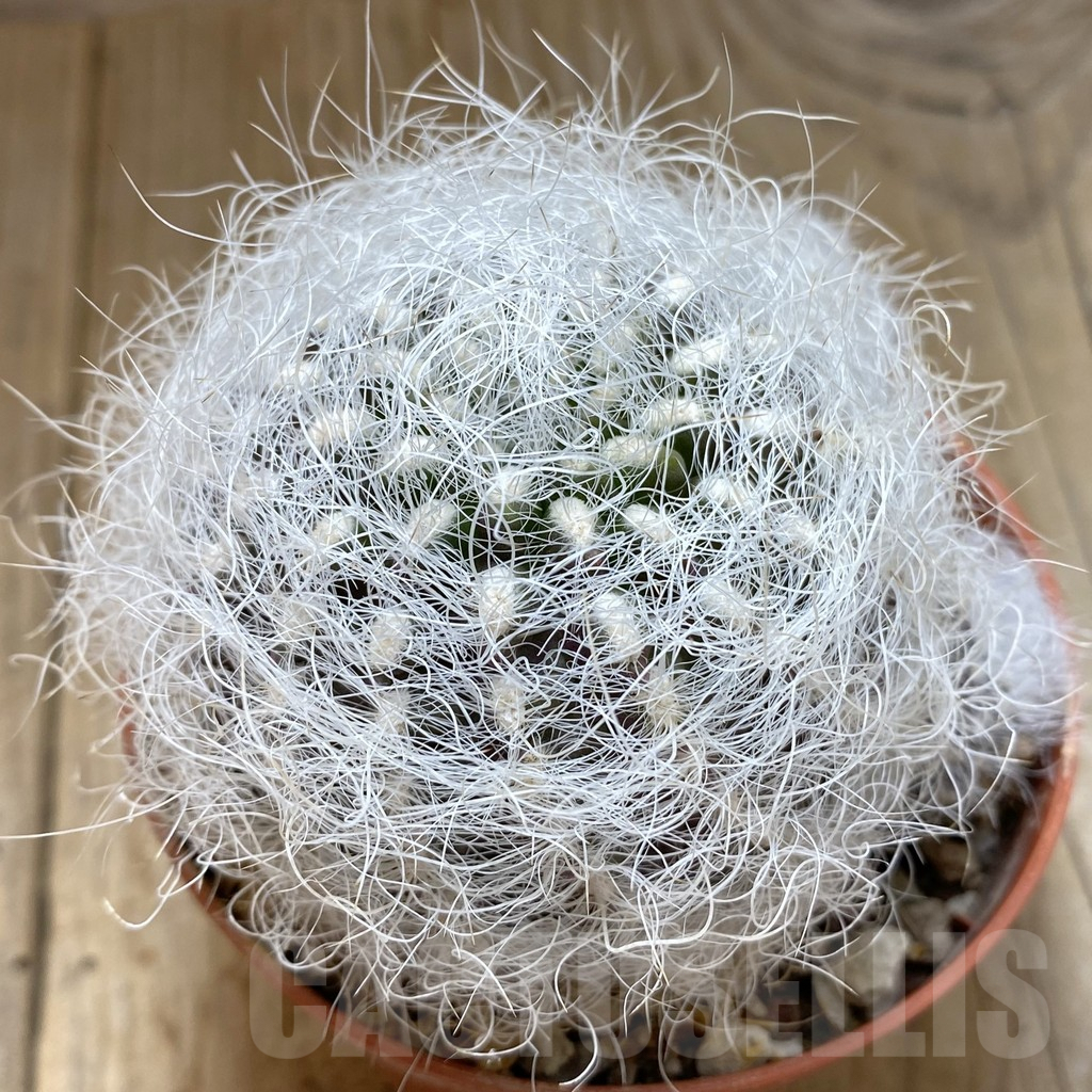 SHPR40608 Neoporteria senilis