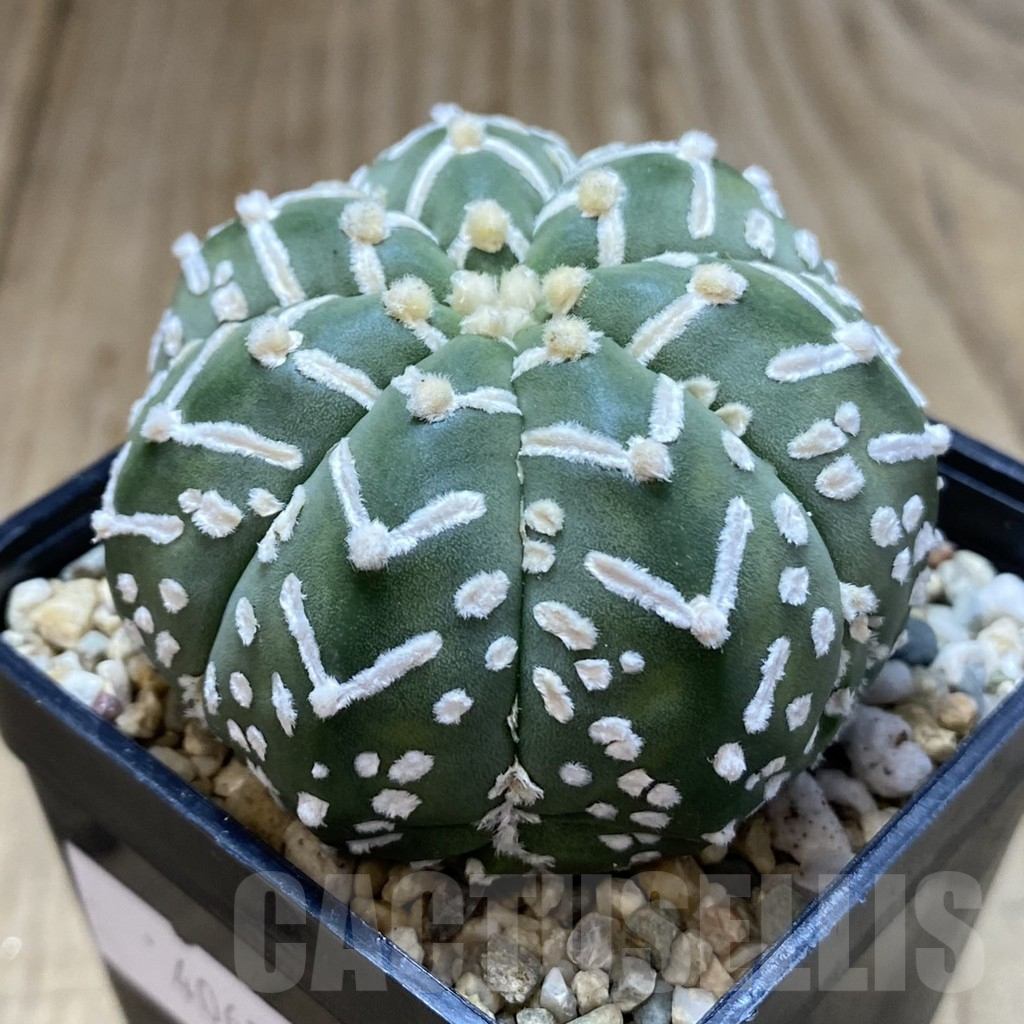 SHPR40650 Astrophytum asterias ‘Super Kabuto’ V-type f. nudum - Image 2