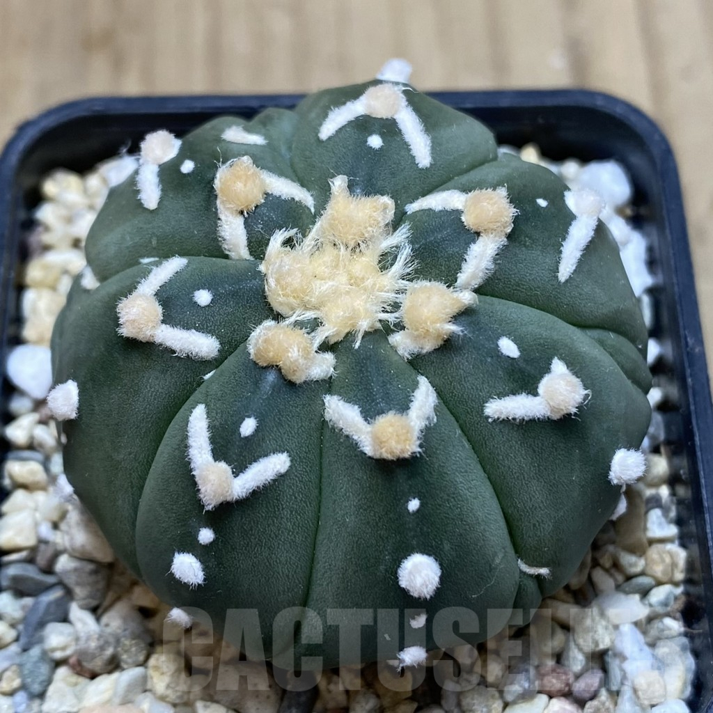 SH837 Astrophytum asterias ‘Super Kabuto’ V-type f. nudum