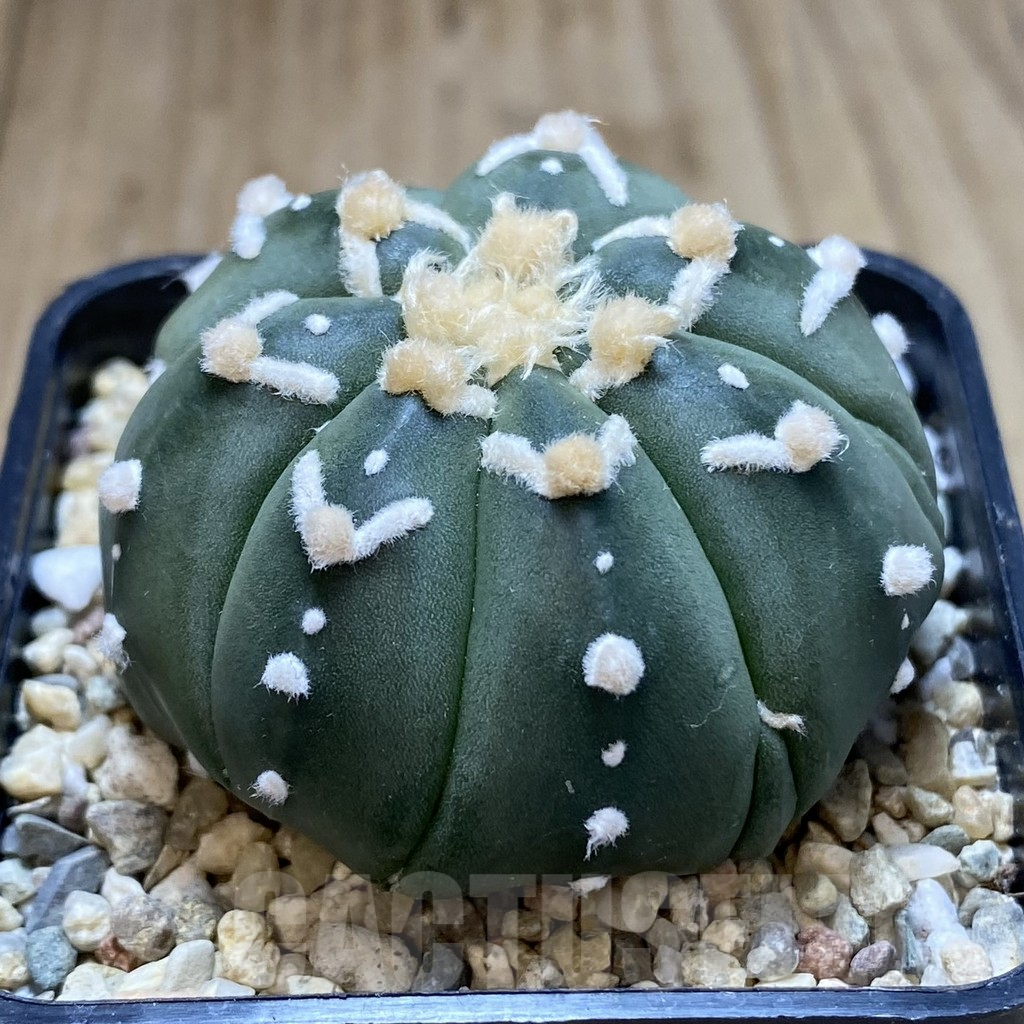 SH837 Astrophytum asterias ‘Super Kabuto’ V-type f. nudum - Image 2