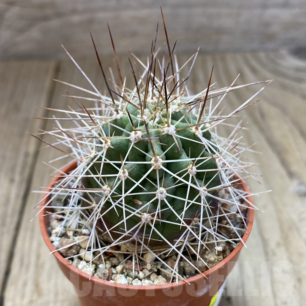 SHPR40616 Echinocereus triglochidiatus HK374 - Image 2