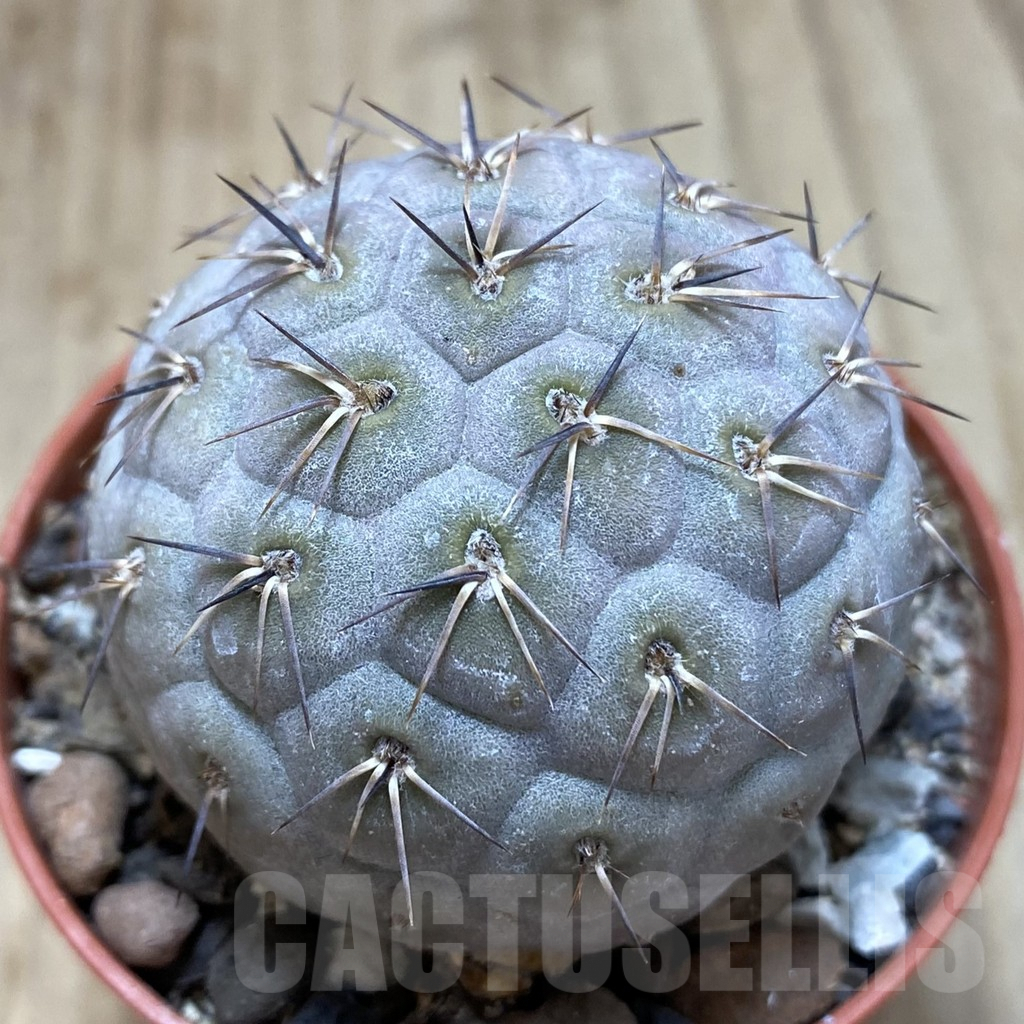 SH850 Tephrocactus geometricus