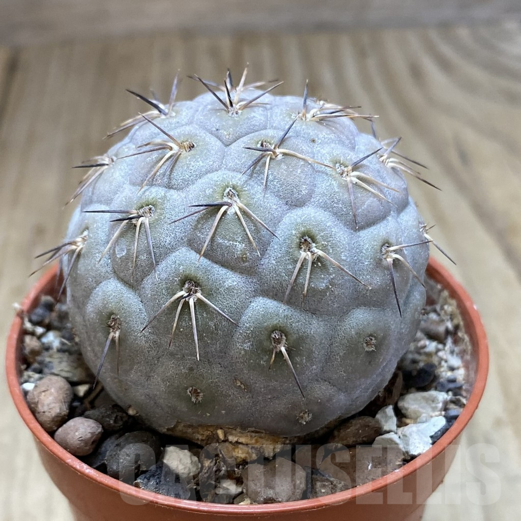 SH850 Tephrocactus geometricus - Image 2