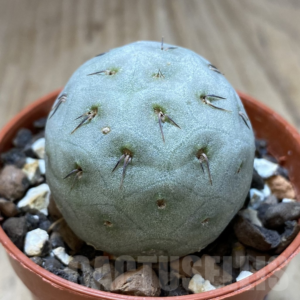 SHPR40623 Tephrocactus geometricus - Image 2